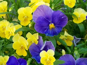 鲜花合集 第二辑_3