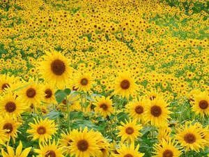 鲜花合集 第二辑_11