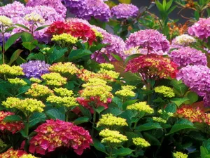 鲜花合集 第二辑_12