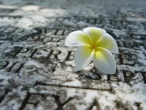 鲜花合集 第二辑_13