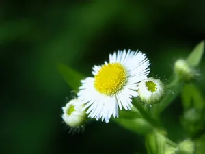 鲜花合集 第二辑_15