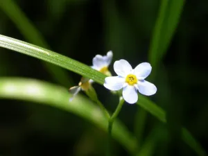 鲜花合集 第二辑_16