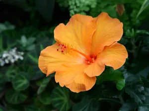 鲜花合集 第二辑_18