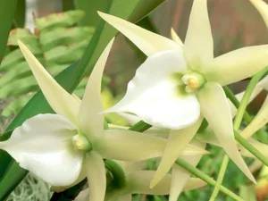 鲜花合集 第一辑_3