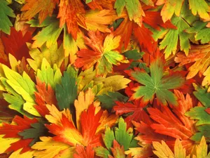 鲜花合集 第一辑_4