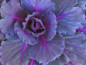 鲜花合集 第一辑_6