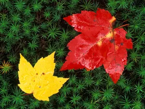 鲜花合集 第一辑_10