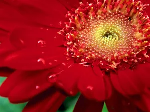 鲜花合集 第一辑_12