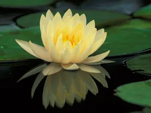 鲜花合集 第一辑_16