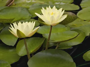 鲜花合集 第一辑_17