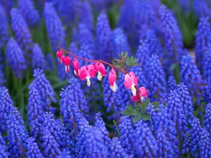鲜花合集 第一辑_18