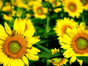葵花写真 第一辑