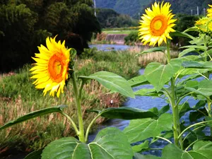 葵花写真 第一辑_2