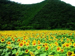 葵花写真 第一辑_4