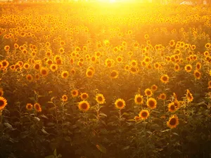 葵花写真 第一辑_5