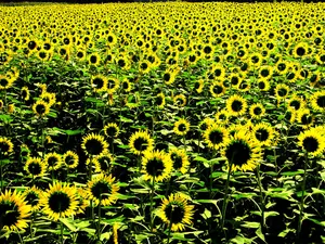 葵花写真 第一辑_6