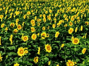 葵花写真 第一辑_7