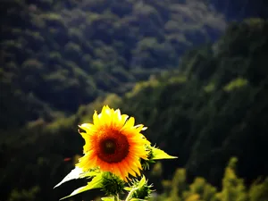 葵花写真 第一辑_8