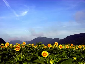 葵花写真 第一辑_9