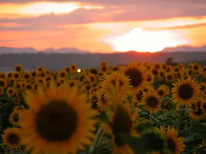 葵花写真 第一辑_10