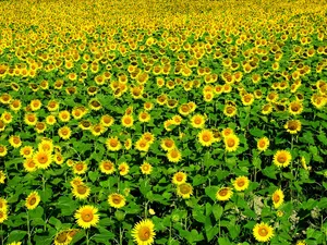 葵花写真 第一辑_13