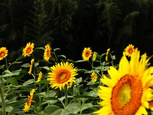 葵花写真 第一辑_16