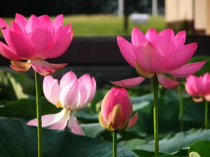 荷花写真 第一辑