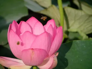 荷花写真 第一辑_2