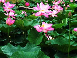 荷花写真 第一辑_3
