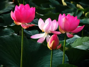 荷花写真 第一辑_4