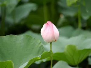 荷花写真 第一辑_5