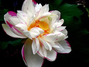 荷花写真 第一辑_6