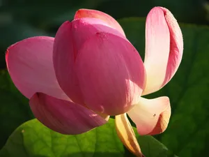 荷花写真 第一辑_7