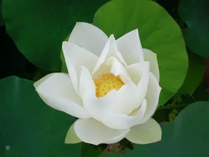 荷花写真 第一辑_9
