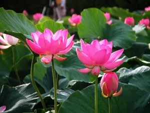 荷花写真 第一辑_10