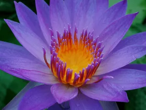 荷花写真 第一辑_11