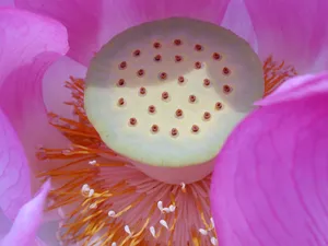 荷花写真 第一辑_12
