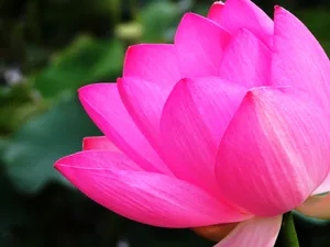 荷花写真 第一辑_15