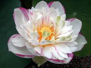 荷花写真 第一辑_16