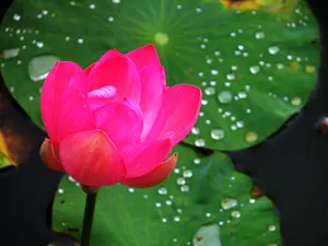 荷花写真 第一辑_17