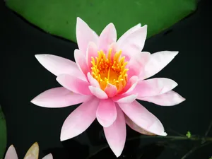 荷花写真 第一辑_19