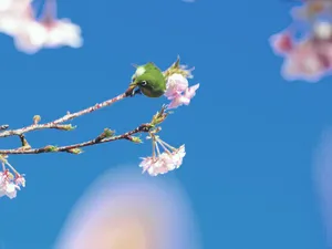 樱花时节 第一辑_1