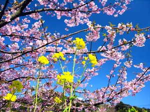 樱花时节 第一辑_2