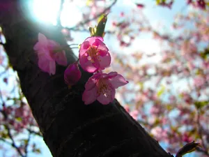 樱花时节 第一辑_3