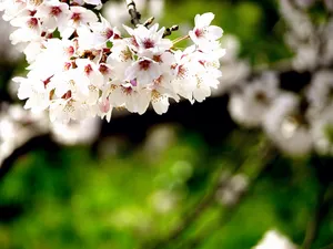 樱花时节 第一辑_4