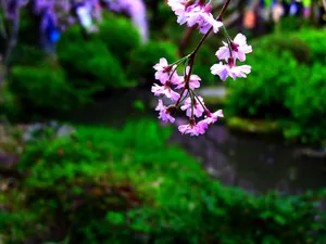 樱花时节 第一辑_5