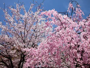 樱花时节 第一辑_6