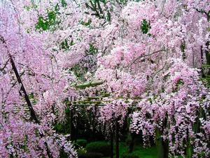 樱花时节 第一辑_8