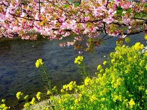 樱花时节 第一辑_9