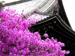 樱花时节 第一辑_14